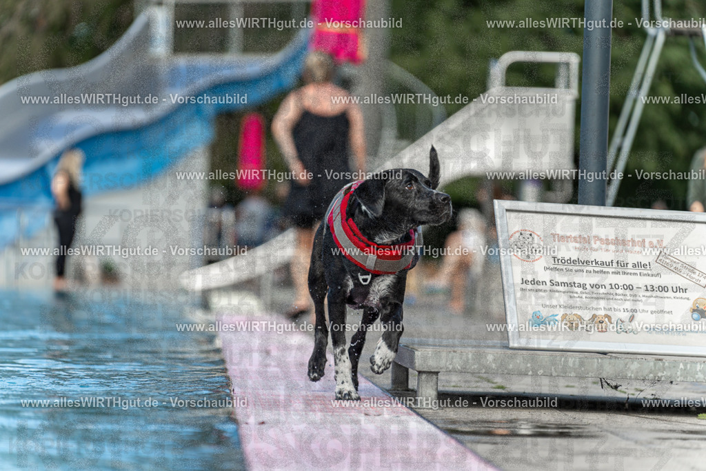 Hundeschwimmen_Volksbad_2026-allesWIRTHgut_Tierfotografie-2609061501-7R501280 | Professionelle Tierfotografie in Mönchengladbach von Daniel Wirth (allesWIRTHgut). Liebevolle & natürliche Bilder von Hunden & Katzen für unvergessliche Erinnerungen.
