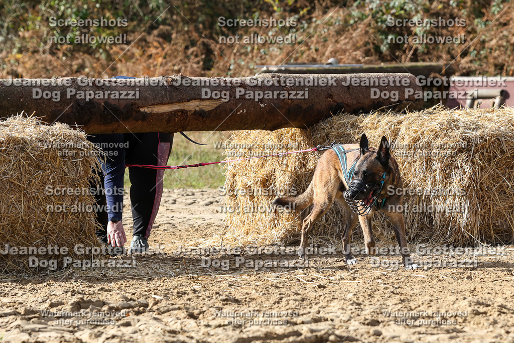 Dog Paparazzi - Strongdog 10-25-5316 | Dog Paparazzi Jeanette Grottendiek Fotografie & Videografie - Realisiert mit Pictrs.com