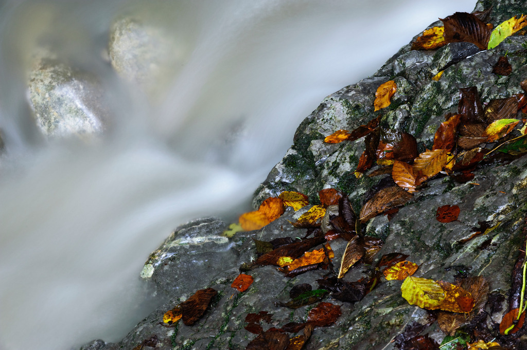 Blaetter auf Felsen | Dornbirn, Austria - September 30, 2010: Blaetter auf Felsen. - Realisiert mit Pictrs.com