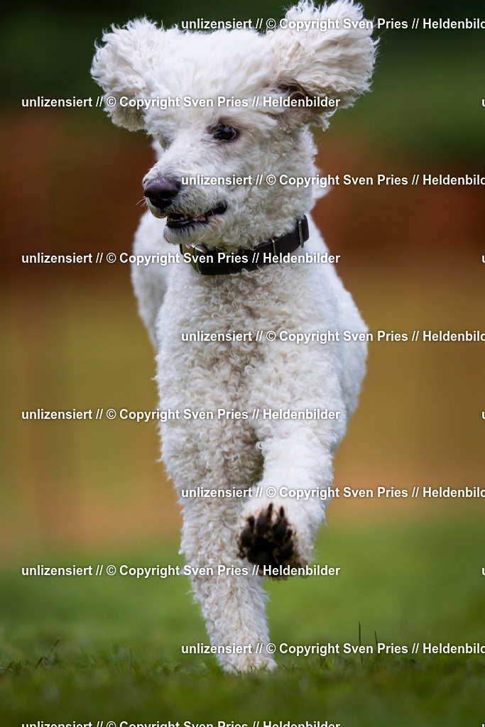 Sven Pries | 2024-04-21 - Hunderennen Baden-Oos
Foto: Sven Pries - Realisiert mit Pictrs.com