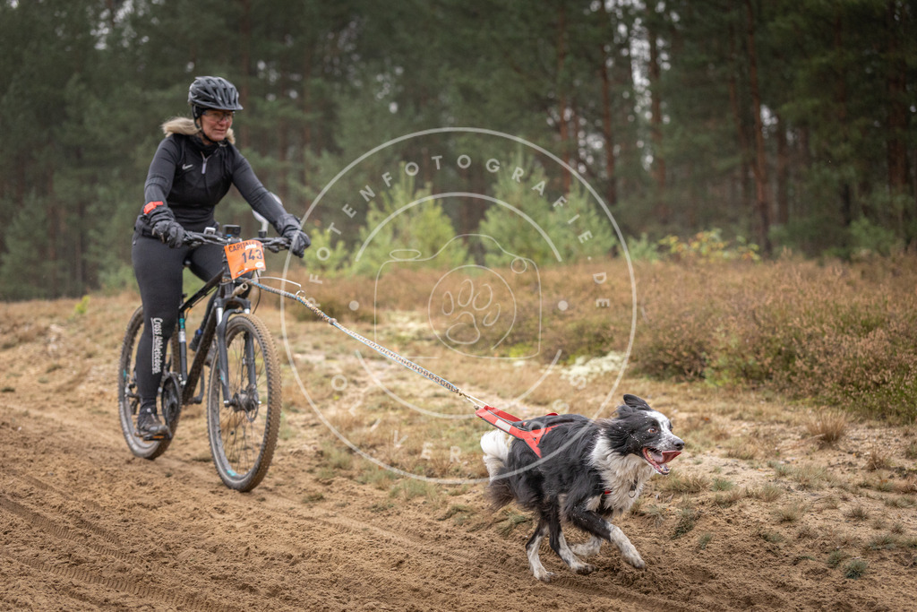 Pfotenfotografie_DV3A4059 | Hundefotografie, Tierfotograf, Pfotenfotografie, Fotoshooting Hund, Hunde Portrait, Hundesport, Hundeportraits, Heideshooting, Hunde, Sportfotograf, Hundefotograf, Turnierhundsport, THS,  - Realisiert mit Pictrs.com