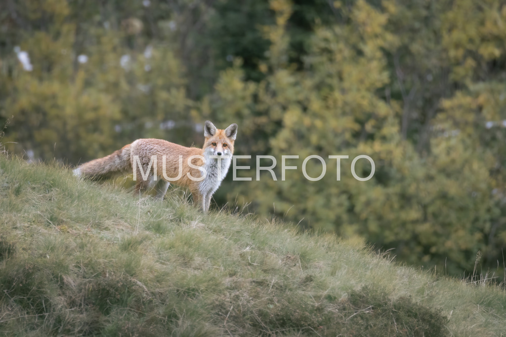 silent watcher - fox_ switzerland | Authentische Landschafts- & Wildtierfotografie aus der Schweiz. Hochwertige Wandbilder, Fine-Art-Prints und Wunschmotive nach Auftrag – sorgfältig entwickelt im Grumagraphy-Style