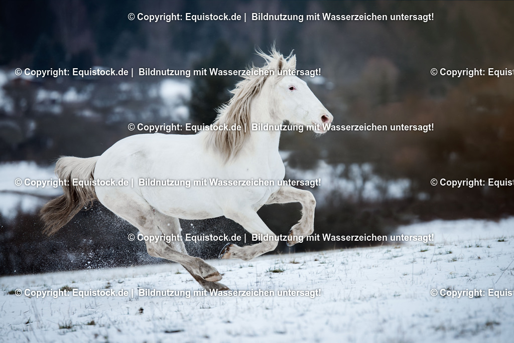 20150209_Knabstrupper_im_Schnee_0012 | equistock