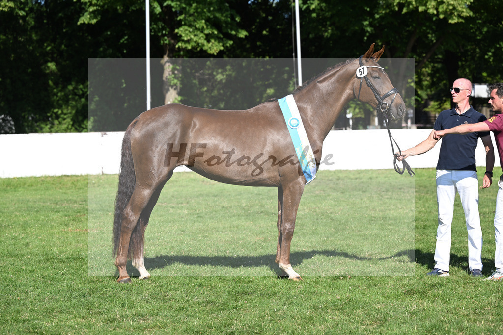 Kat-Nr. 57 Thalya W v. Va Bene_Winklmaier_19251477 | hf-fotografie - Realizzato con Pictrs.com
