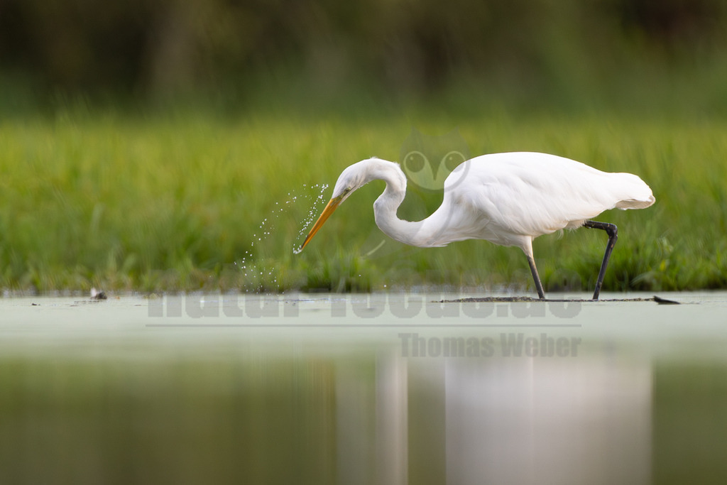 _5M23867_20250905 | Ein eleganter Silberreiher (Ardea alba) steht in einem flachen Gewässer, dessen Oberfläche teilweise mit einer grünen Schicht bedeckt ist. Der Vogel ist in der Mitte des Bildes positioniert und beugt seinen langen Hals nach unten, wobei sein gelber Schnabel ins Wasser taucht oder kurz davor ist. Kleine Wassertropfen spritzen um seinen Schnabel herum, was auf eine Jagdaktivität oder das Trinken hindeutet. Im Hintergrund ist eine unscharfe grüne Ufervegetation zu sehen, die einen natürlichen Lebensraum darstellt. Das Licht fällt sanft auf das weiße Gefieder des Reihers und hebt seine Form hervor. Die Spiegelung des Vogels ist leicht im Wasser erkennbar. - Realisiert mit Pictrs.com