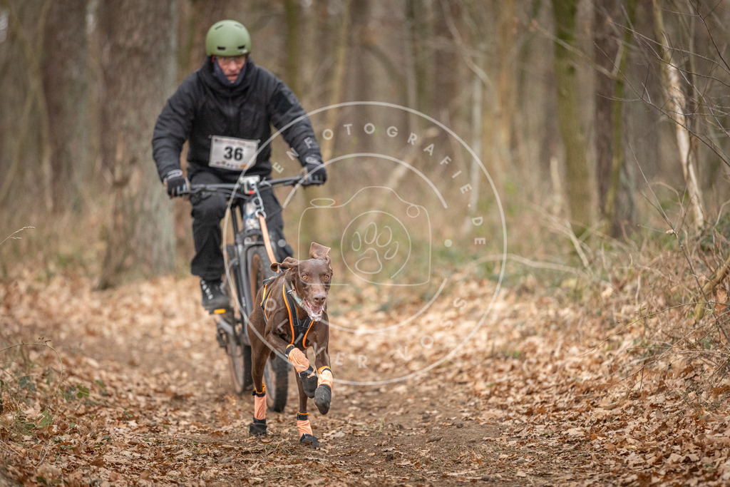 Pfotenfotografie_DV3A0050 | Hundefotografie, Tierfotograf, Pfotenfotografie, Fotoshooting Hund, Hunde Portrait, Hundesport, Hundeportraits, Heideshooting, Hunde, Sportfotograf, Hundefotograf, Turnierhundsport, THS,  - Realisiert mit Pictrs.com