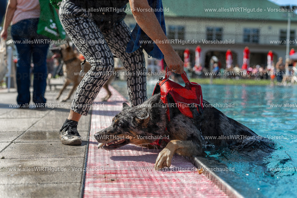 Hundeschwimmen_Volksbad_2026-allesWIRTHgut_Tierfotografie-2609061206-111621-7R500186 | Professionelle Tierfotografie in Mönchengladbach von Daniel Wirth (allesWIRTHgut). Liebevolle & natürliche Bilder von Hunden & Katzen für unvergessliche Erinnerungen.