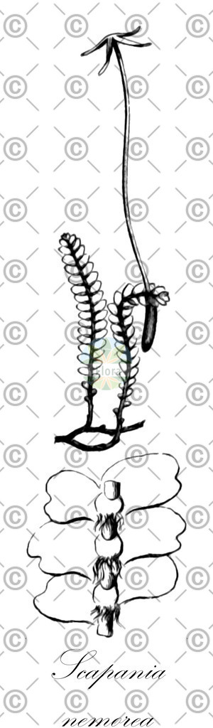 HistAbb_wfo-0001196823_1_ENZY_Simple | Historische Abbildung von Scapania nemorea - Scapaniaceae | Historical Illustration of Scapania nemorea - Scapaniaceae