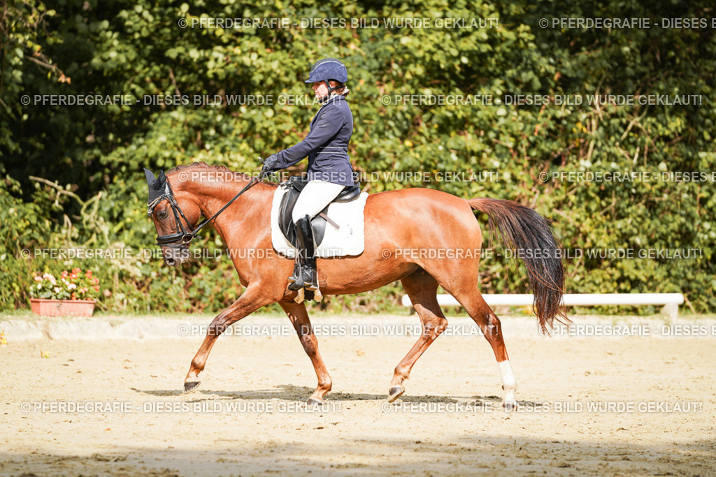 DSC02355 | Pferdegrafie