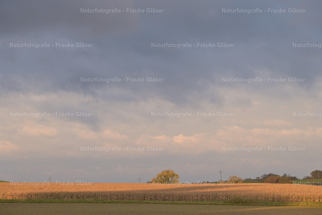 Herbst in Bornum (3) | Naturfotografie Frauke Gläser - Realisiert mit Pictrs.com