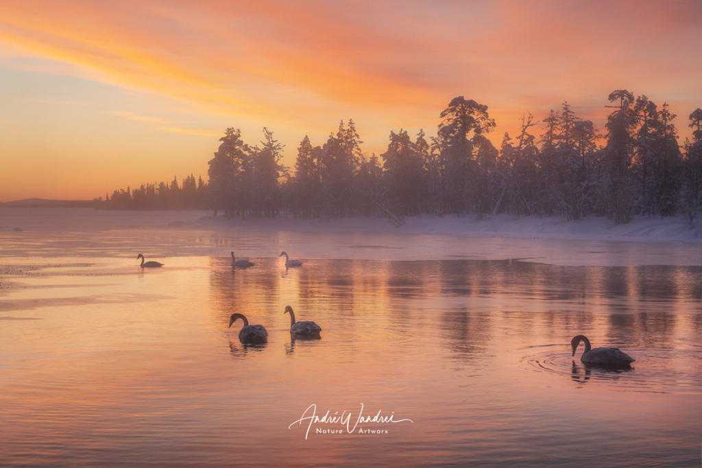 Schwäne im magischen Licht | Andre Wandrei - Nature Artworx - Realisiert mit Pictrs.com