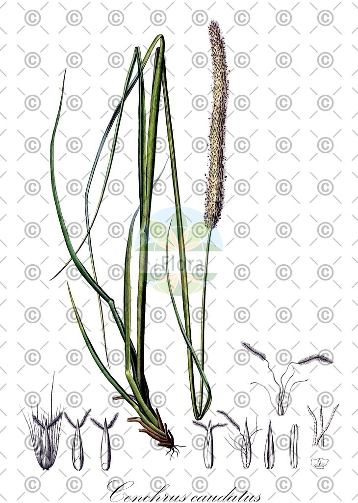 HistAbb_EMP_107312_1_FloraD_Simple | Historische Abbildung von Cenchrus caudatus - Poaceae | Historical Illustration of Cenchrus caudatus - Poaceae