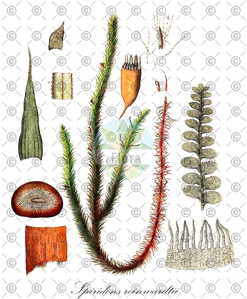 HistAbb_EMP_95605_SRC_Sturm_1796_FLORAD_SIMPLE | Historische Abbildung von Spiridens reinwardtii - Spiridentaceae | Historical Illustration of Spiridens reinwardtii - Spiridentaceae