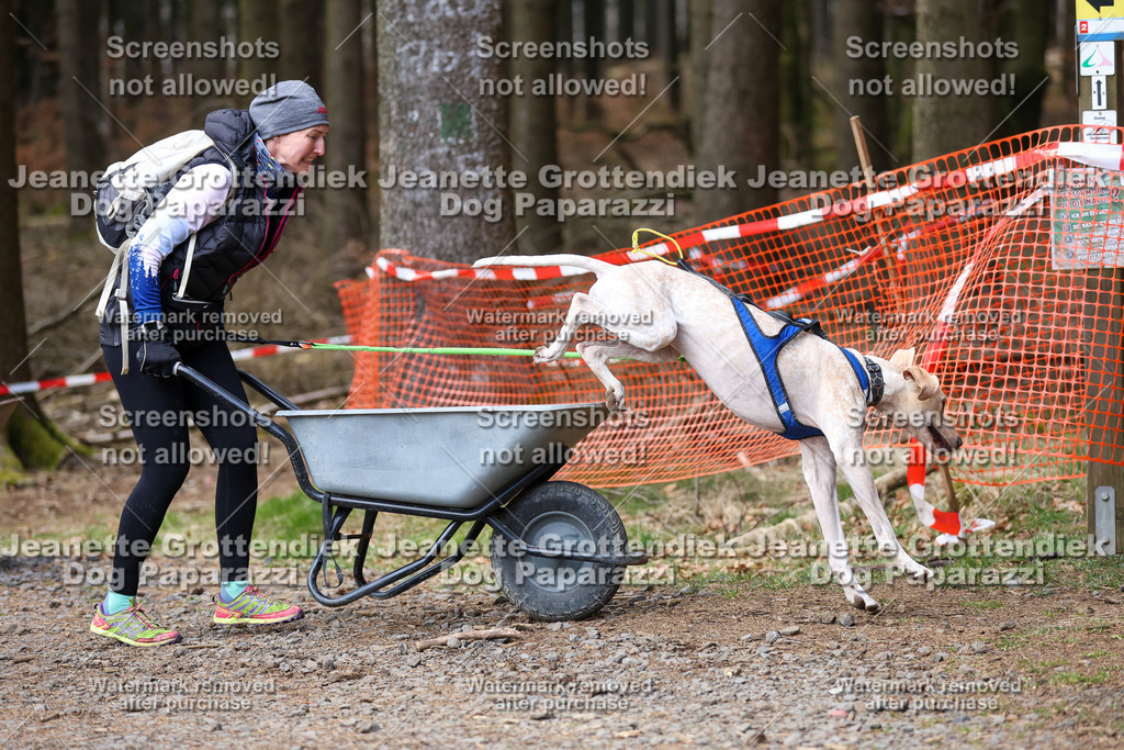 Dog Paparazzi - VCC26-701 | Dog Paparazzi Jeanette Grottendiek Fotografie & Videografie - Realisiert mit Pictrs.com