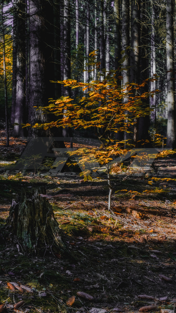 Herbstlicher Wald im Morgenlicht | Ein ruhiger Herbstwald mit goldgelben Blättern, sanftem Licht und stiller Atmosphäre, der Naturverbundenheit und Entschleunigung ausstrahlt. - Realisiert mit Pictrs.com