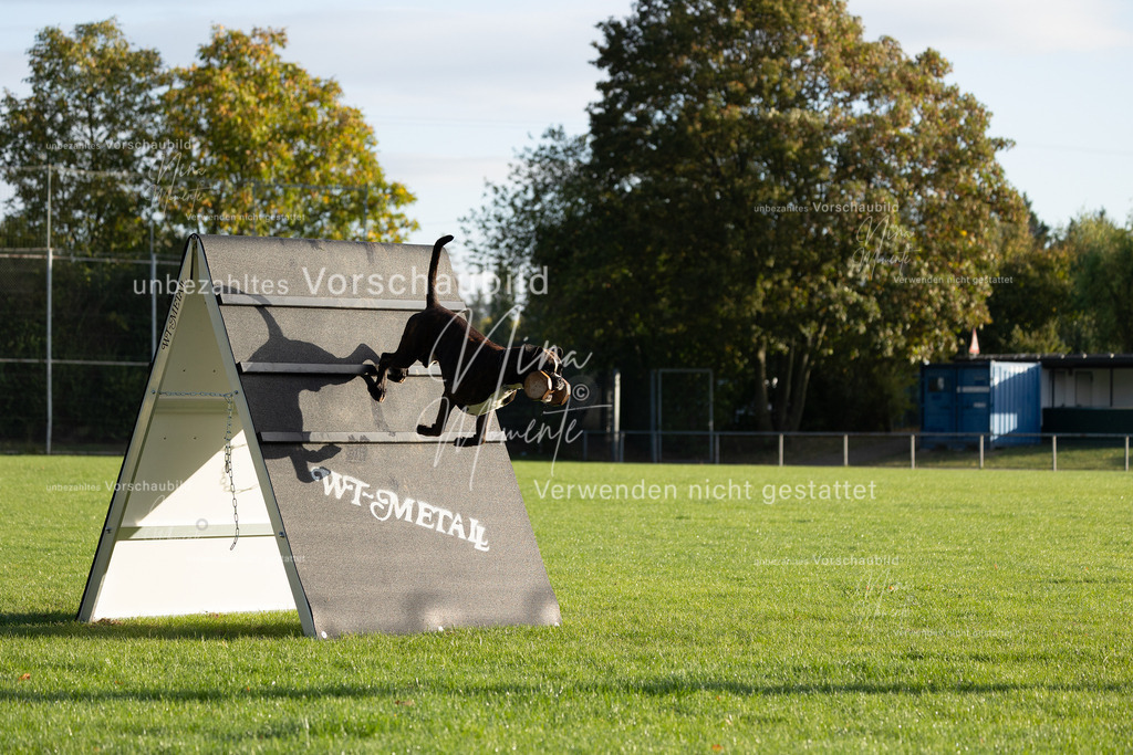 _16A6196 | Einzigartige Fotos von Hunden & Menschen –Actionfotos, Portraits, Vereinsaufnahmen & Paarshootings – authentisch, lebendig & mit Herz.