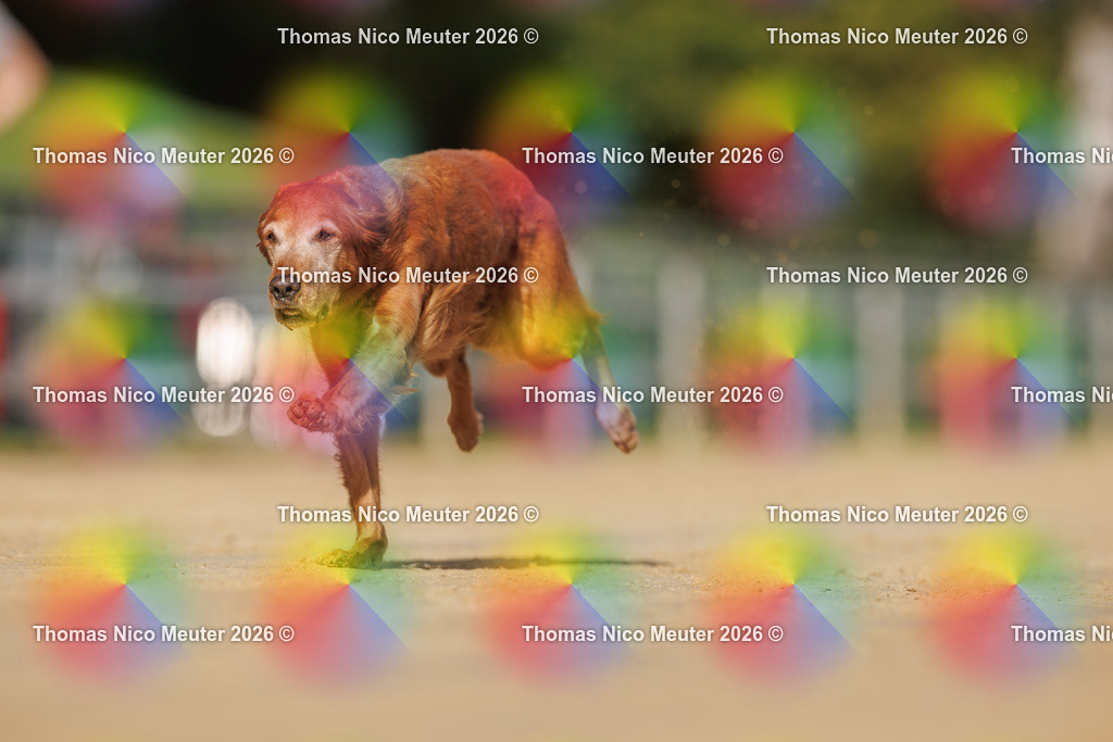 Thomas_Nico_Meuter(C)_03. Oktober 2026_223A3288 | Bild von Thomas Nico Meuter - Realisiert mit Pictrs.com