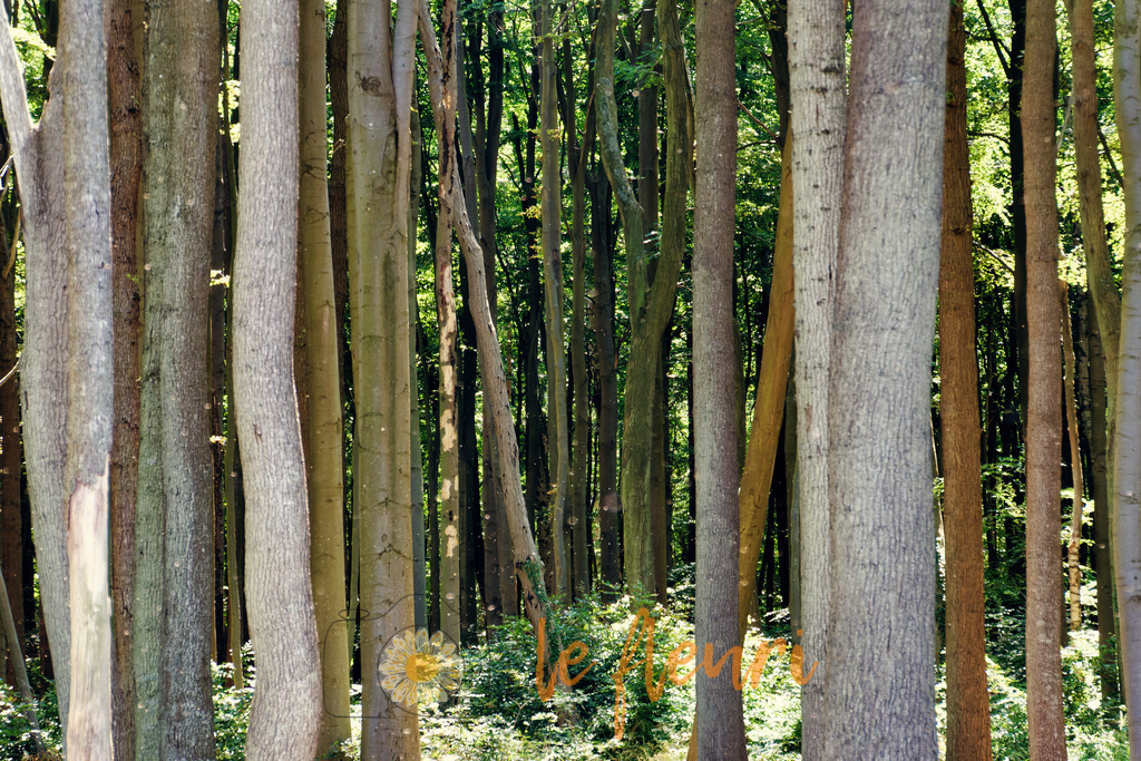 Gespensterwald Nienhagen | Dies ist der Shop von Florian Blum - le fleuri. Langenthal, Bern, Schweiz. Sie können hier meine oder ihre eigenen Fotos als Fotoprodukte kaufen. Tassen, Schlüsselanhänger, Taschen etc. können Sie hier gestalten.  - Realisiert mit Pictrs.com