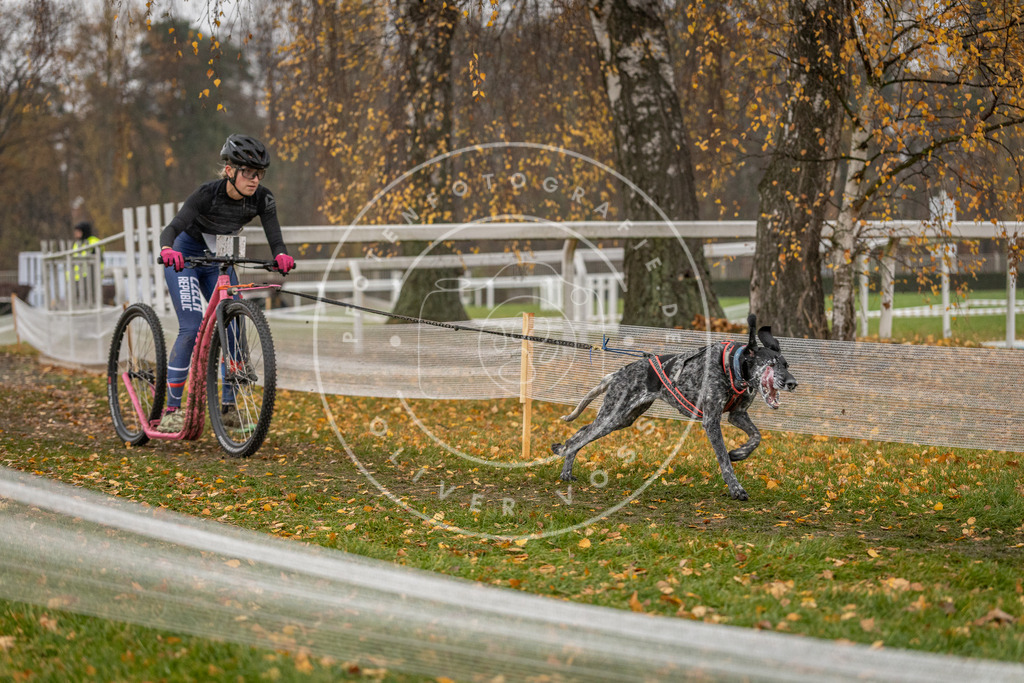CaniXpix_DV3A7903 | Hundefotografie, Tierfotograf, Pfotenfotografie, Fotoshooting Hund, Hunde Portrait, Hundesport, Hundeportraits, Heideshooting, Hunde, Sportfotograf, Hundefotograf, Turnierhundsport, THS,  - Realisiert mit Pictrs.com