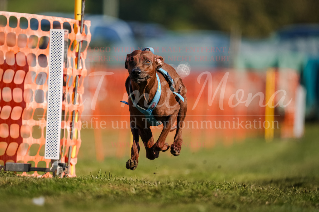 20250928_Hunderennen-128 | MuT (Mensch und Tier) mit Mona - Fotografie und Tierkommunikation - Realisiert mit Pictrs.com