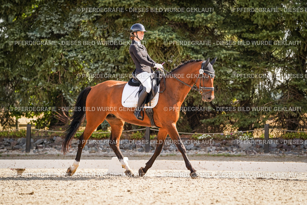 DSC00503 | Pferdegrafie