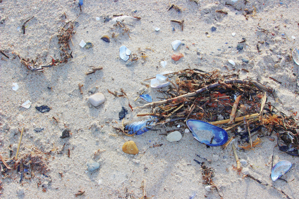 Wandbild: Zwischen Sand und Muscheln – Habernis ganz nah | Dieses Wandbild zeigt den Naturstrand von Habernis an der Flensburger Außenförde in Nahaufnahme. Muscheln, kleine Steine, Treibholz und getrocknetes Seegras liegen verstreut auf dem hellen Sand – Fundstücke, die Wind und Wellen an Land getragen haben. Besonders ins Auge fällt eine geöffnete blaue Muschel, die wie ein stiller Akzent in der Komposition liegt. Die Texturen sind vielfältig, das Licht weich, und die Szene wirkt wie ein eingefrorener Moment voller Küstennähe. Dieses Motiv erzählt von der Verbindung zur Natur, von Wasser und Wind, von Zeit und Bewegung. Ideal als Wandbild für naturnahe Wohnkonzepte – ob als Leinwandbild, Acrylglasbild, Alu-Dibond FineArt Print oder als Akustikbild. Ein stiller, authentischer Akzent für Wohnzimmer, Büro oder Ferienwohnung. - Realisiert mit Pictrs.com