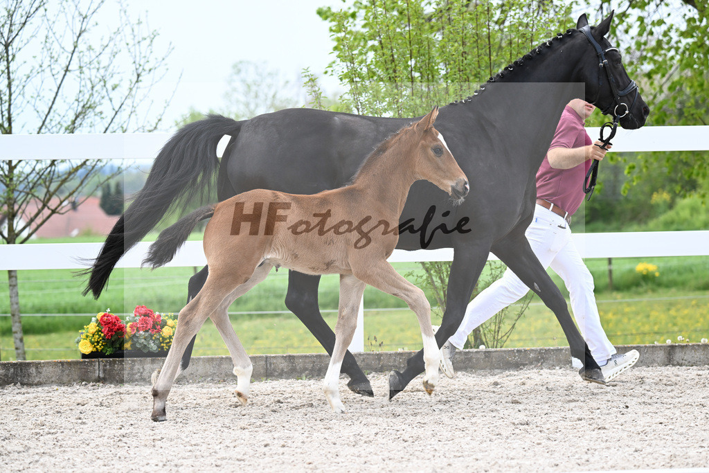 Kat-Nr. 14 HF Erste Sahne x De Niro_Gaab_23260514 | hf-fotografie - Realisiert mit Pictrs.com