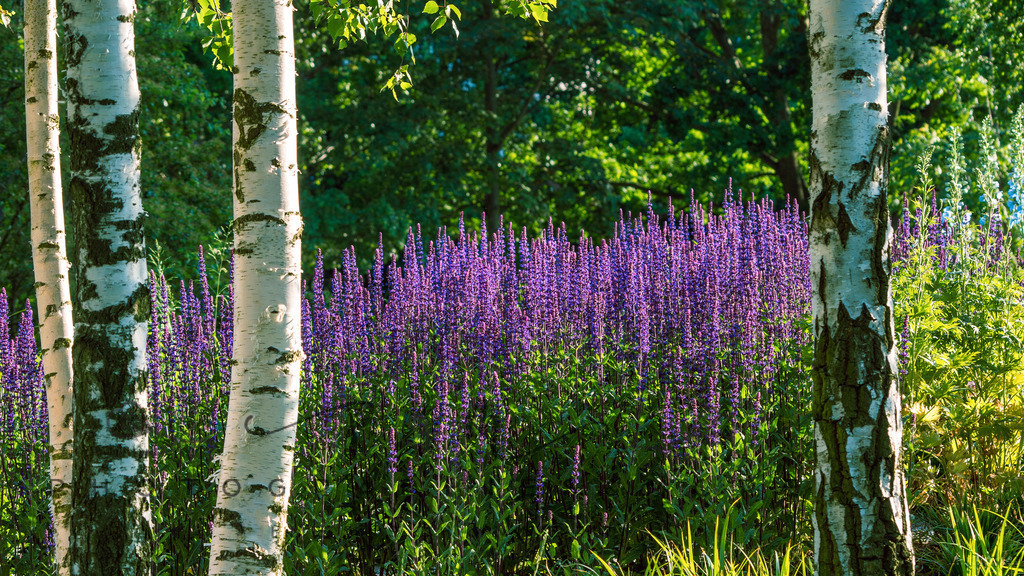 Zwischen den Birken | Photographies and more - Realisiert mit Pictrs.com