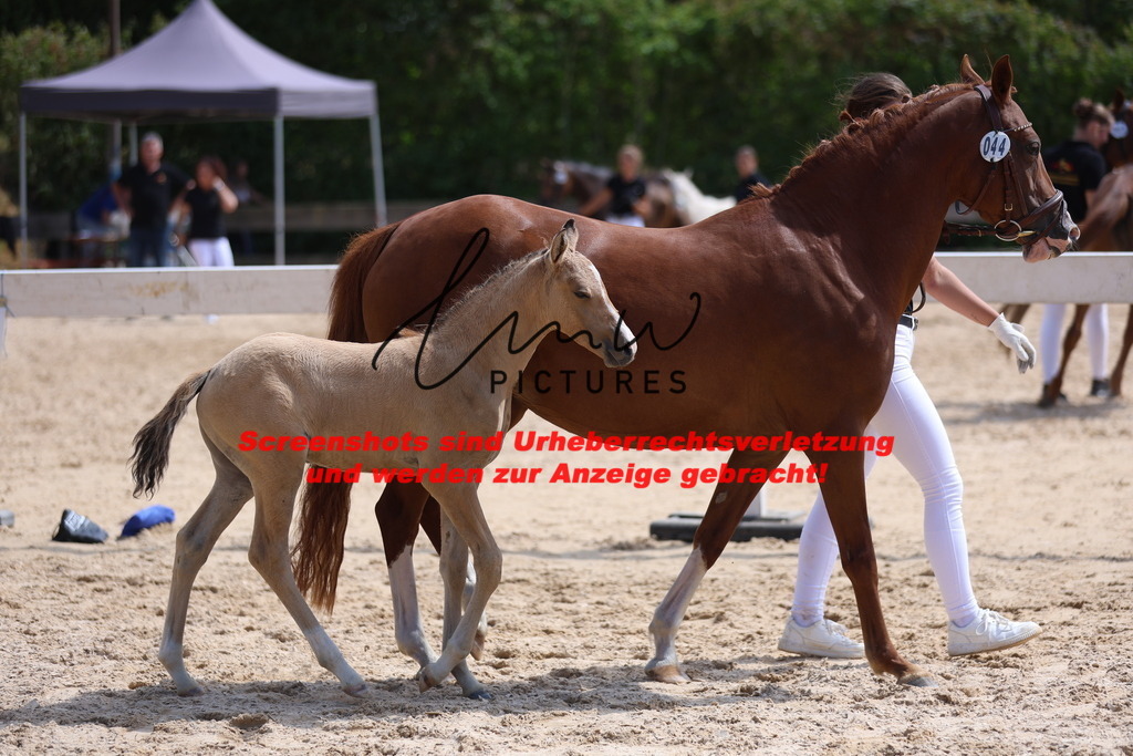 Fohlenschau_Schwäbisch_Hall_Ponys_KN 44_9 | lmwpictures - Realisiert mit Pictrs.com