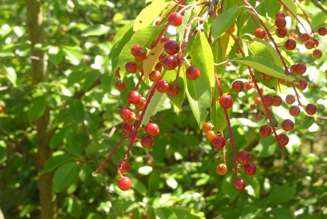 Wildkirsche | Verkauf von Fotos und  Videoclips zumThema Natur.Motive sind Pflanzen, Tiere, Landschaftenund Wetter - Realisiert mit Pictrs.com