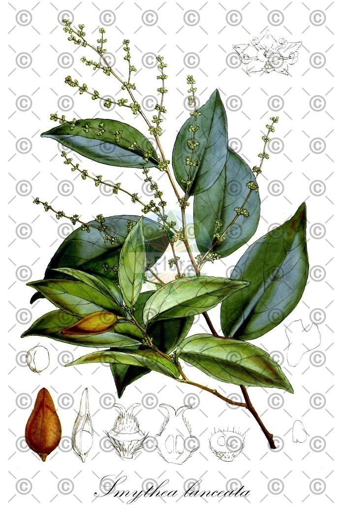 HistAbb_wfo-0000311424_1_ENZY_Simple | Historische Abbildung von Smythea lanceata - Rhamnaceae | Historical Illustration of Smythea lanceata - Rhamnaceae