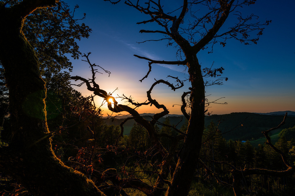 baumfelsen_1108-6 | <div id="allefotografen-seal-verified-green"></div><script src="https://www.allefotografen.de/956728/seal-verified-green/seal.js" async="async"></script> - Realisiert mit Pictrs.com