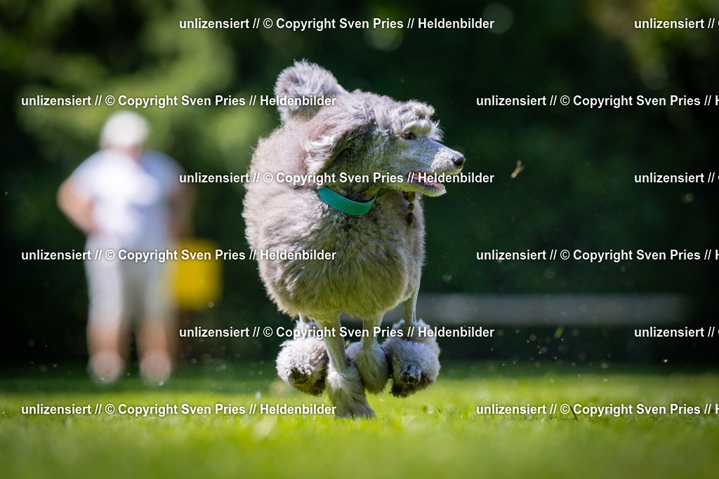 Sven Pries | 2025-08-10 - Hunderennen Durlach - Realisiert mit Pictrs.com