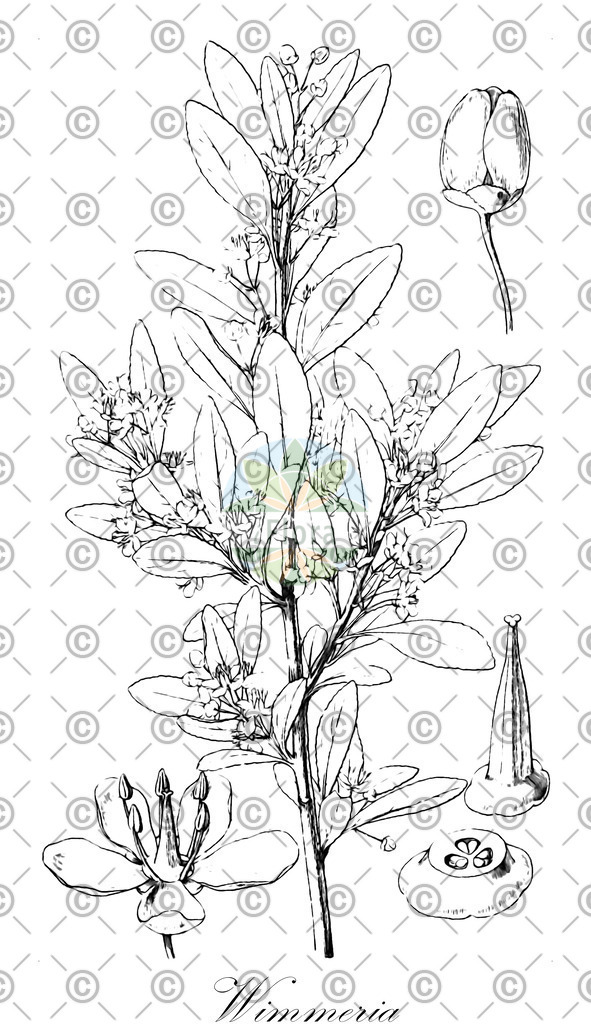 HistAbb_wfo-0001444208_1_ENZY_Simple | Historische Abbildung von Wimmeria - Celastraceae | Historical Illustration of Wimmeria - Celastraceae