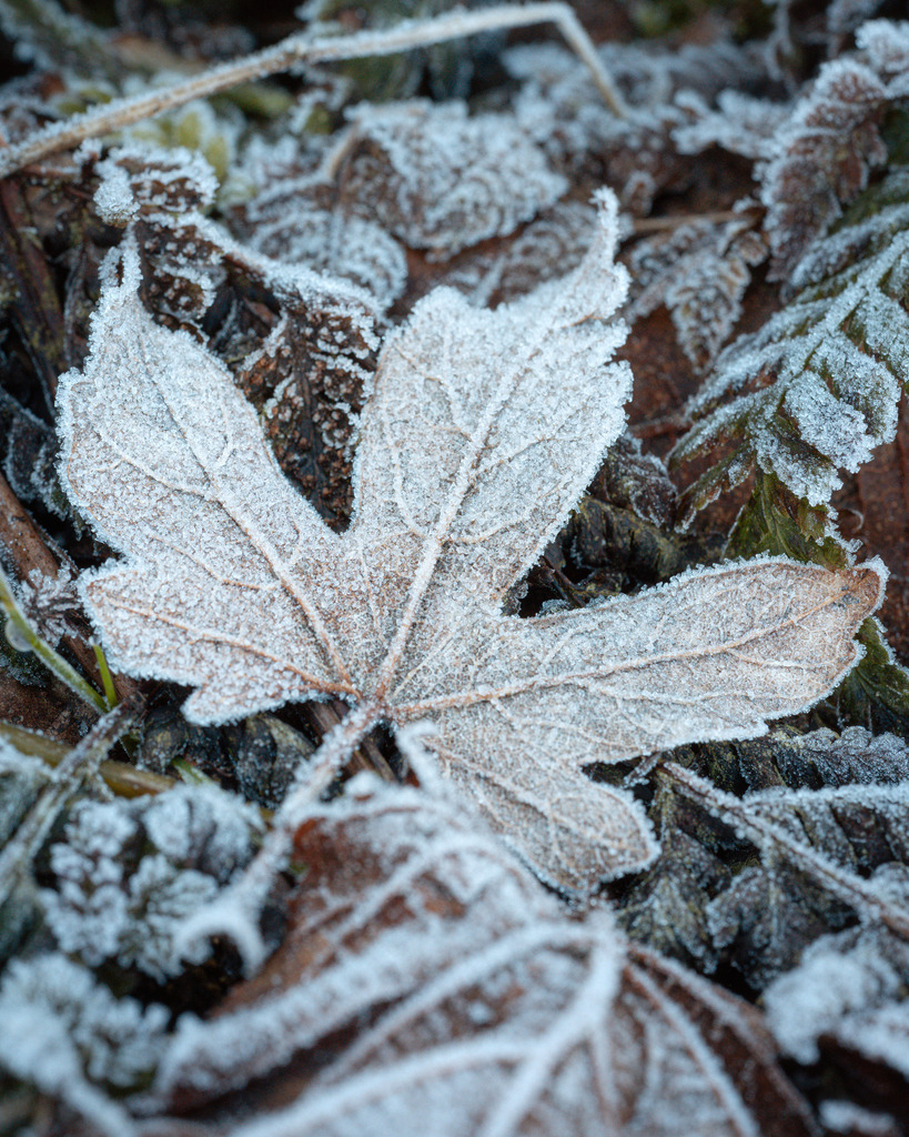 Ahornblatt | Morgens im Frühling noch mit Frost - Realisiert mit Pictrs.com