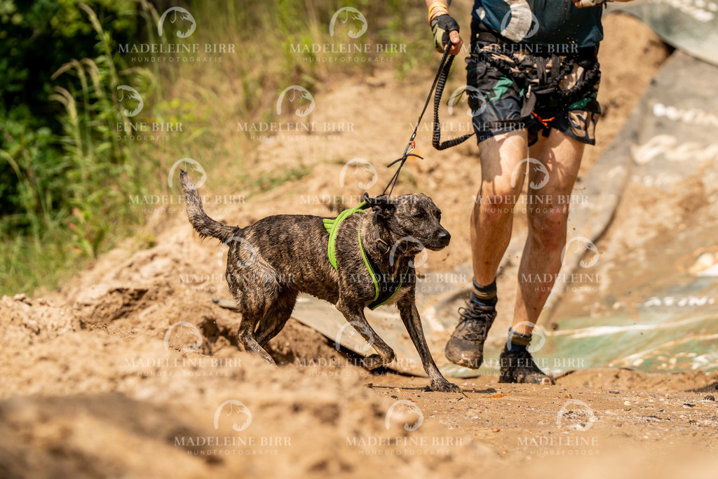 madeleinebirr.fotografie.2026.CC-hoope.samstag.14-51-48.217 | hundefotografie-birr