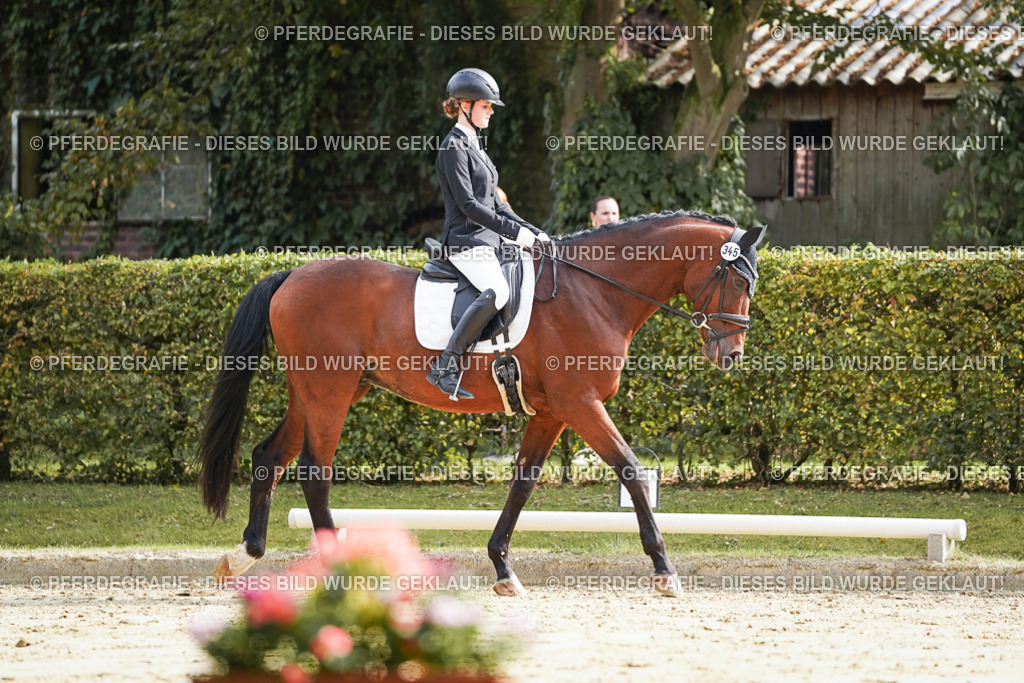 DSC04151 | Pferdegrafie