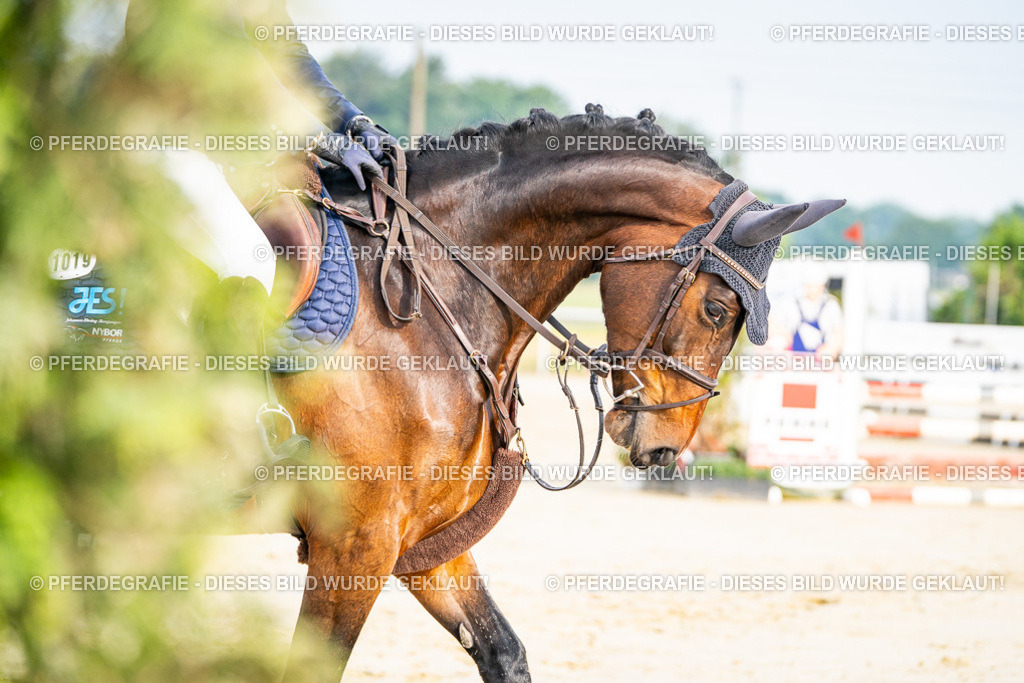 DSC08054 | Pferdegrafie