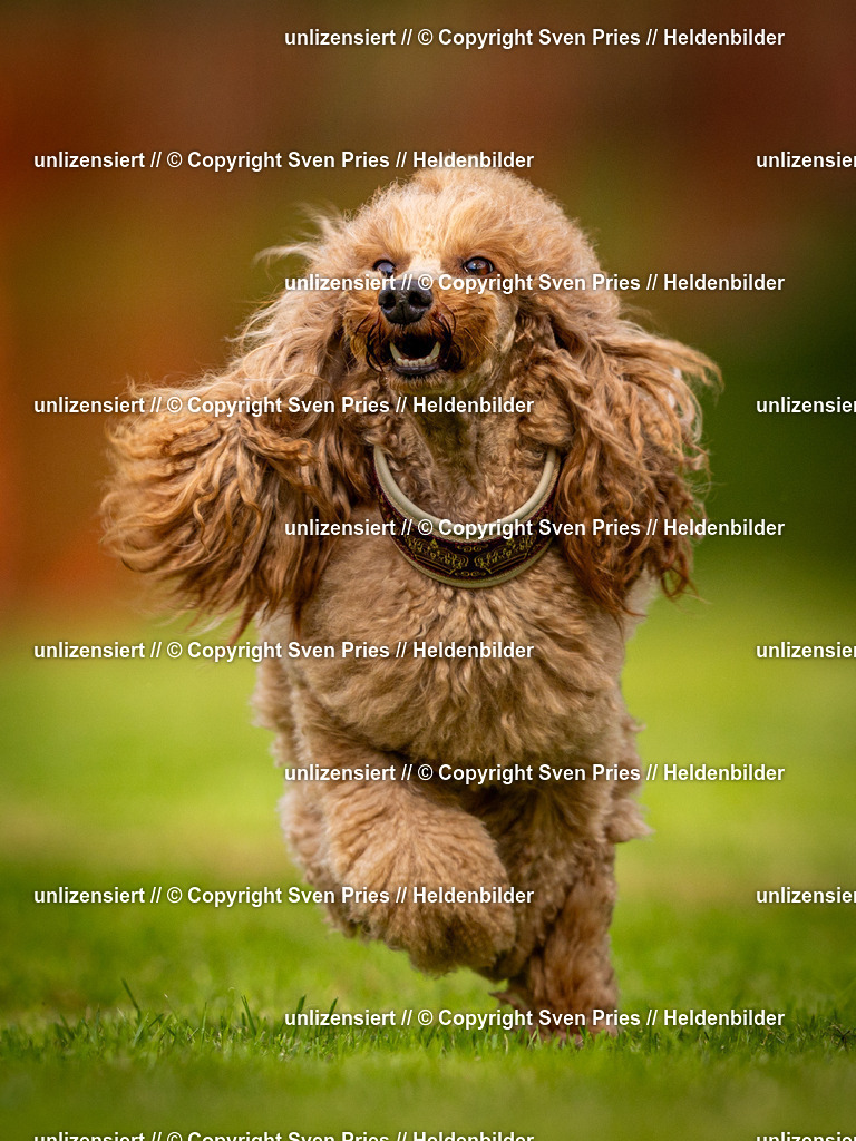 Sven Pries | 2024-09-22 - Hunderennen Baden-BadenPudelverein - Realisiert mit Pictrs.com