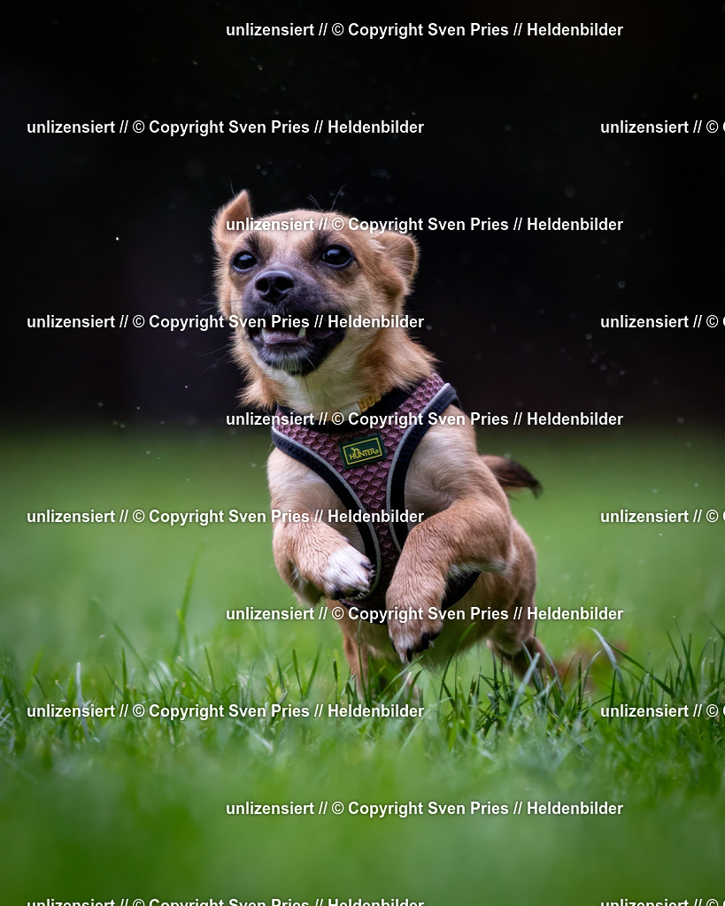 Sven Pries | 2024-10-19 - Hunderennen Ober-Grombach - Realisiert mit Pictrs.com