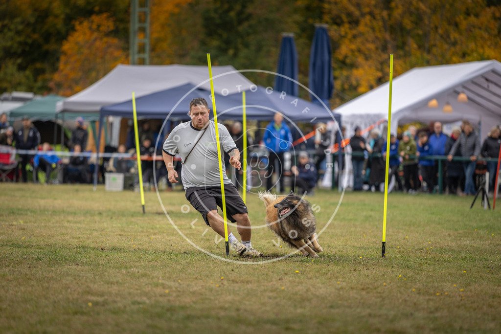 Pfotenfotografie_DV3A8326 | Hundefotografie, Tierfotograf, Pfotenfotografie, Fotoshooting Hund, Hunde Portrait, Hundesport, Hundeportraits, Heideshooting, Hunde, Sportfotograf, Hundefotograf, Turnierhundsport, THS,  - Realisiert mit Pictrs.com