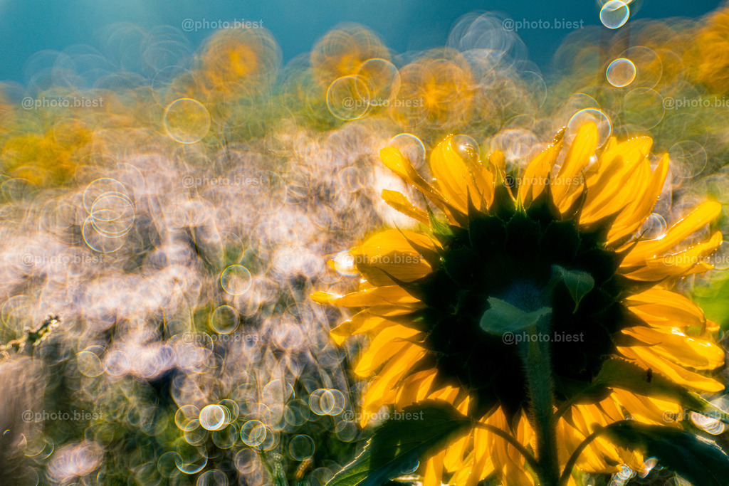 Sommer pur | Ein Sonnenblumenfeld im Sommer. - Realisiert mit Pictrs.com