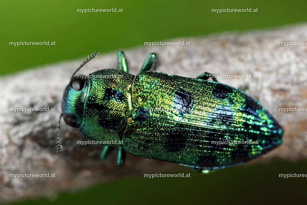 Palmar festiva-001 | Das Bilderarchiv über Tiere, Planzen und Landschaften. In der Bilddatenbank finden Sie ein große Auswahl an hochwertigen Bilder für Ihre Werbung - Realisiert mit Pictrs.com