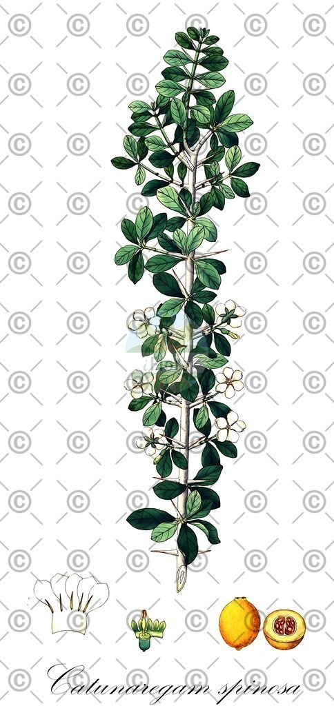 HistAbb_EMP_107311_SRC_Schlechtendal_FLORAD_SIMPLE | Historische Abbildung von Catunaregam spinosa - Rubiaceae | Historical Illustration of Catunaregam spinosa - Rubiaceae
