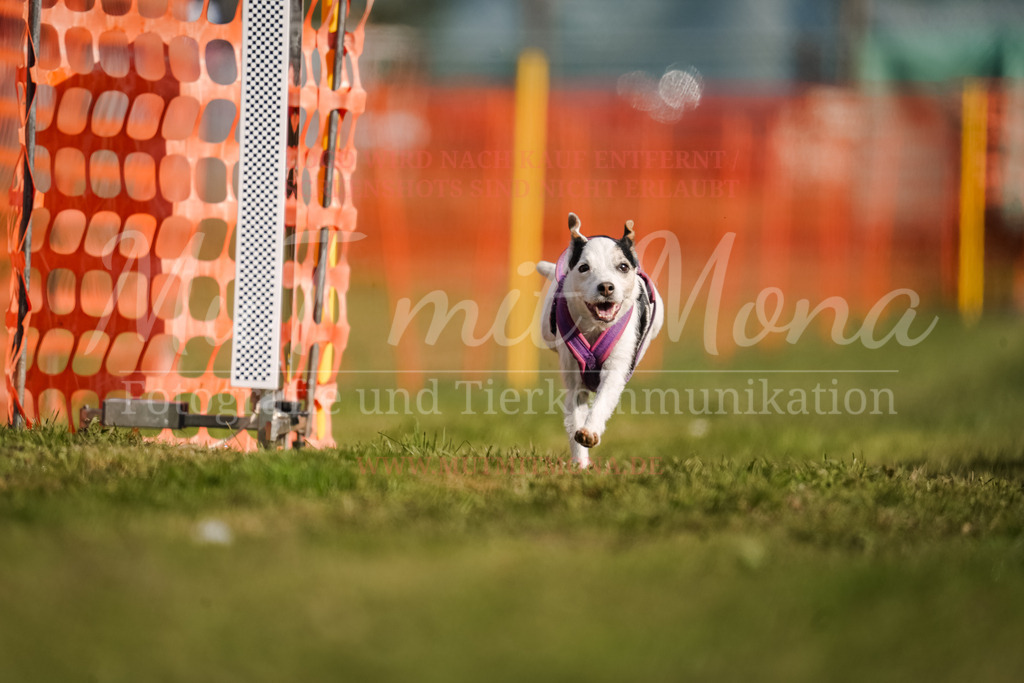 20250928_Hunderennen-161 | MuT (Mensch und Tier) mit Mona - Fotografie und Tierkommunikation - Realisiert mit Pictrs.com
