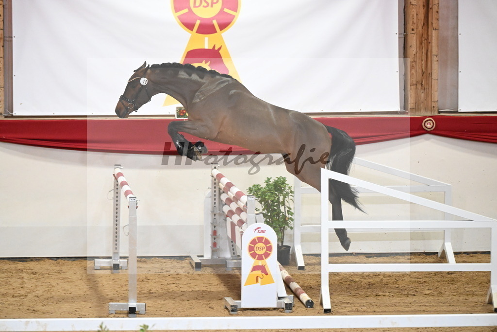 Kat.-Nr. 39 v. Uricas van de Kattevennen_Laue_2251284 | hf-fotografie - Realizzato con Pictrs.com