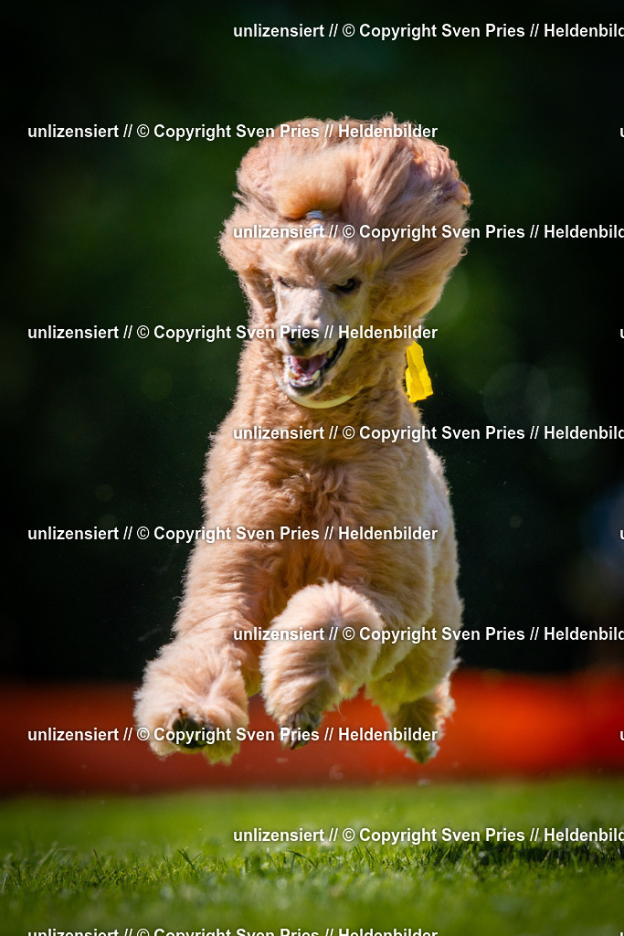 Sven Pries | 2025-08-10 - Hunderennen Durlach - Realisiert mit Pictrs.com