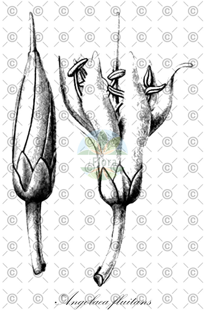 HistAbb_wfo-0000536542_17_ENZY_Simple | Historische Abbildung von Angolaea fluitans - Podostemaceae | Historical Illustration of Angolaea fluitans - Podostemaceae