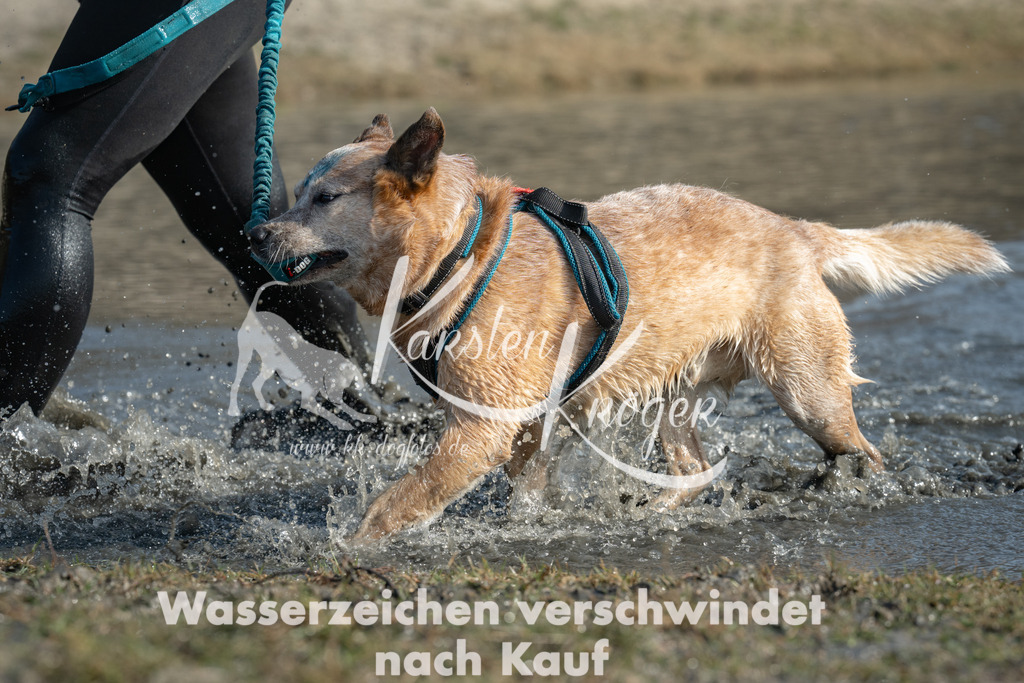 1300_ZZ93780 | kk-dogfotos