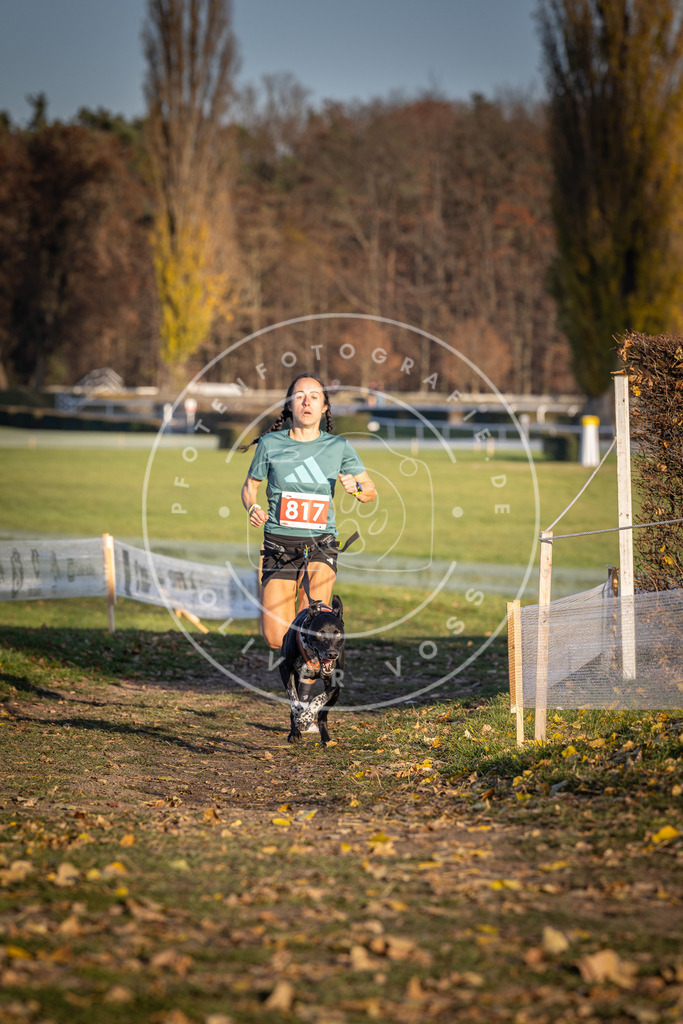 CaniXpix_DV3A3144 | Hundefotografie, Tierfotograf, Pfotenfotografie, Fotoshooting Hund, Hunde Portrait, Hundesport, Hundeportraits, Heideshooting, Hunde, Sportfotograf, Hundefotograf, Turnierhundsport, THS,  - Realisiert mit Pictrs.com